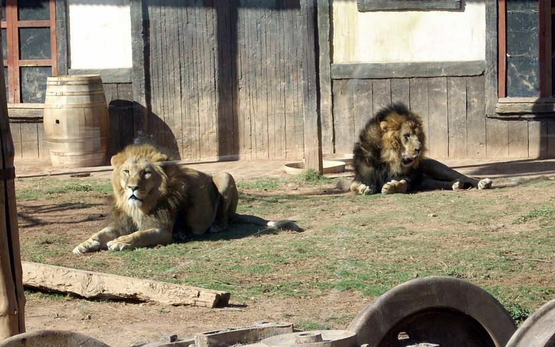 El PSOE denuncia nuevamente el despilfarro que Terra Natura supone para las arcas del Ayuntamiento de Murcia