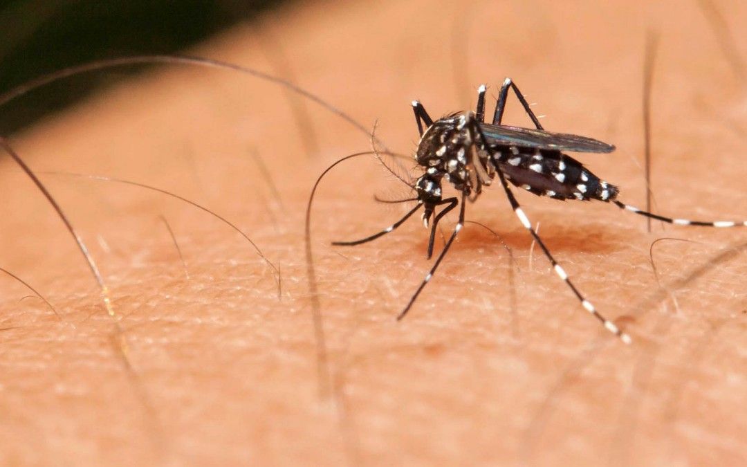 El PSOE exige a Ballesta que se tomen medidas preventivas para evitar las plagas de mosquitos en el municipio