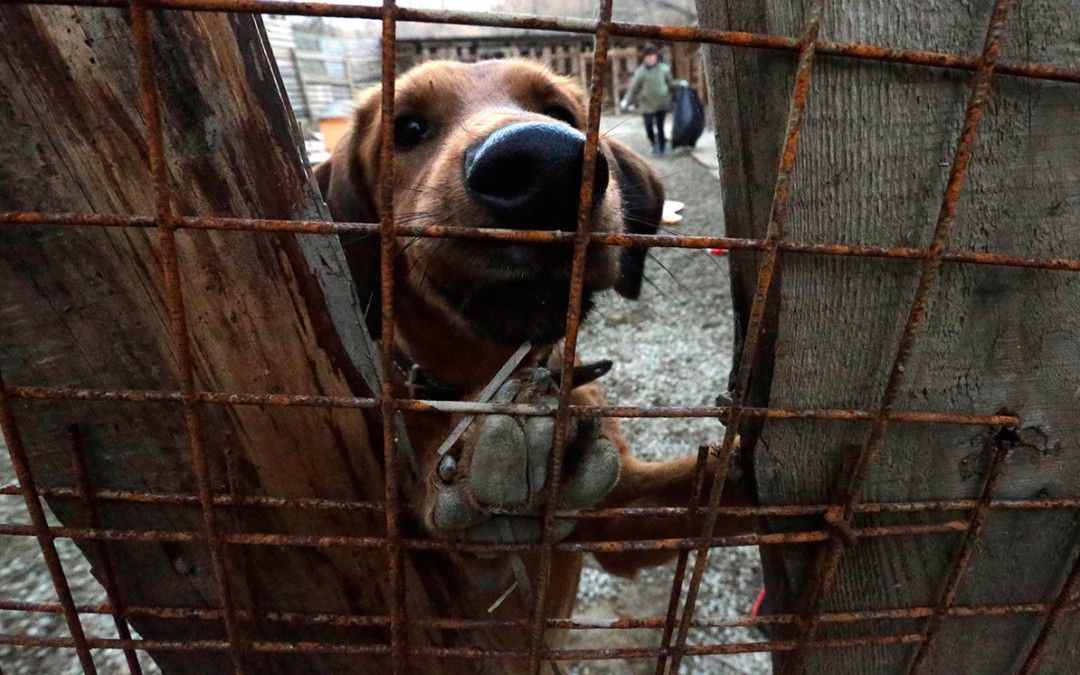 El PSOE insta al Ayuntamiento de Murcia a emprender campañas de concienciación contra el abandono de animales