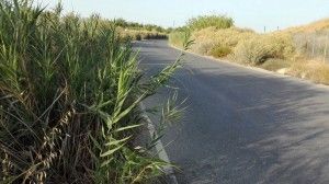 El Camino del Reguerón presenta problemas en los arcenes, con numerosos matorrales.