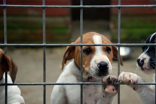 El PSOE propone al gobierno de Ballesta llevar la exposición de mascotas en adopción a las pedanías