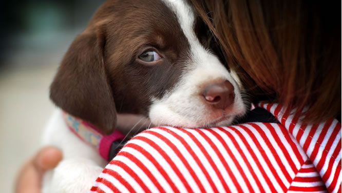 El PSOE se propone acabar con el abandono y sacrificio de animales en el municipio de Murcia