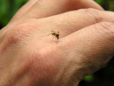 El PSOE avisa al PP de que el helicóptero, los drones y los murciélagos contra los mosquitos no están haciendo ningún efecto