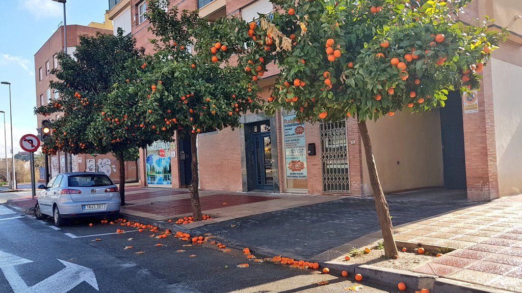 El PSOE critica que Guillén presuma de la poda de naranjas en el centro de Murcia «mientras abandona deliberadamente a las pedanías»
