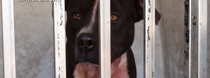 El PSOE reclama dotación presupuestaria para poder cumplir la Ley regional de Protección y Defensa de Animales de Compañía