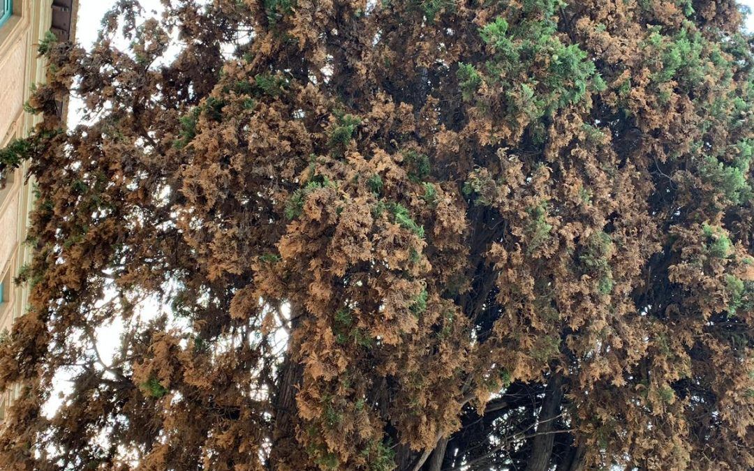 “El equipo de Gobierno basa toda su estrategia de protección y mantenimiento de zonas verdes en la plantación masiva de macetas”